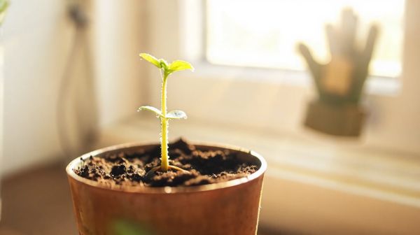 5 Expert Tips to Strengthen Stretchy Seedlings for Growth
